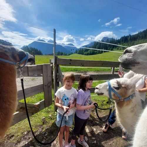 Lama trekking