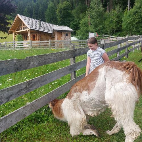 Lama trekking