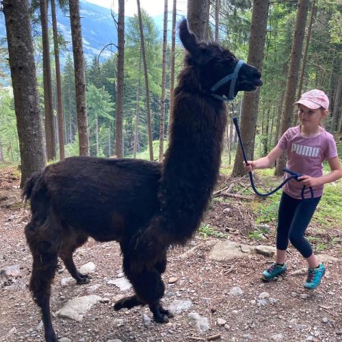 Lama trekking